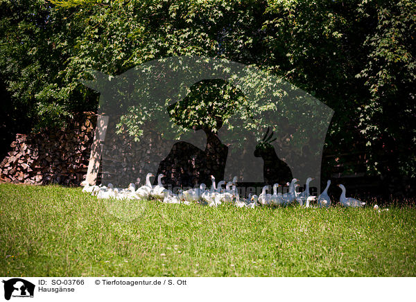 Hausgnse / geese / SO-03766