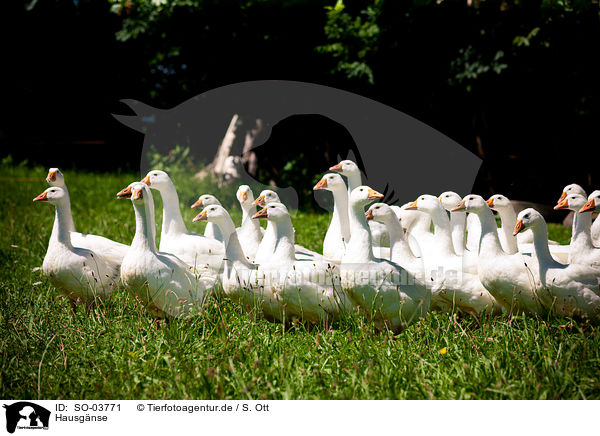 Hausgnse / geese / SO-03771