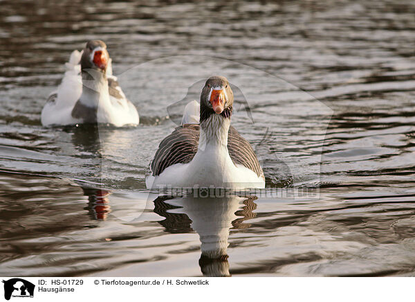 Hausgnse / geese / HS-01729