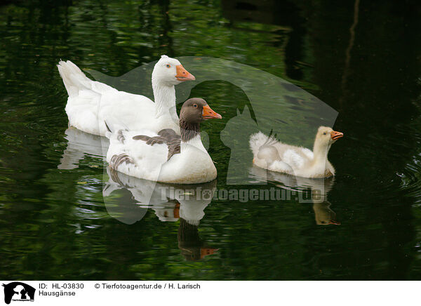 Hausgnse / geese / HL-03830