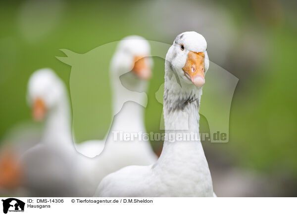 Hausgans / domestic goose / DMS-14306