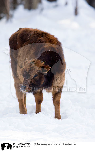 junges Heckrind / young cattle / MBS-03715