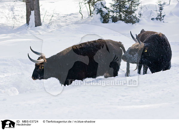 Heckrinder / cattles / MBS-03724