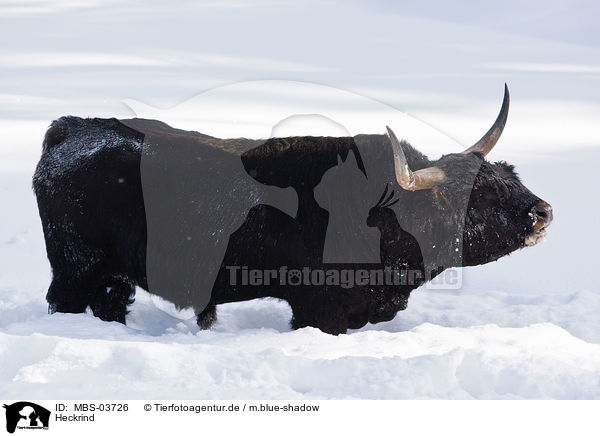 Heckrind / cattle / MBS-03726