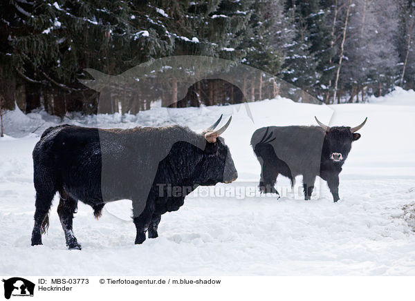 Heckrinder / cattles / MBS-03773