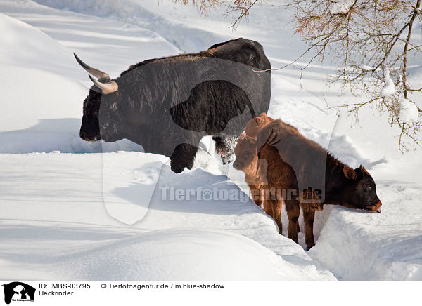 Heckrinder / cattles / MBS-03795
