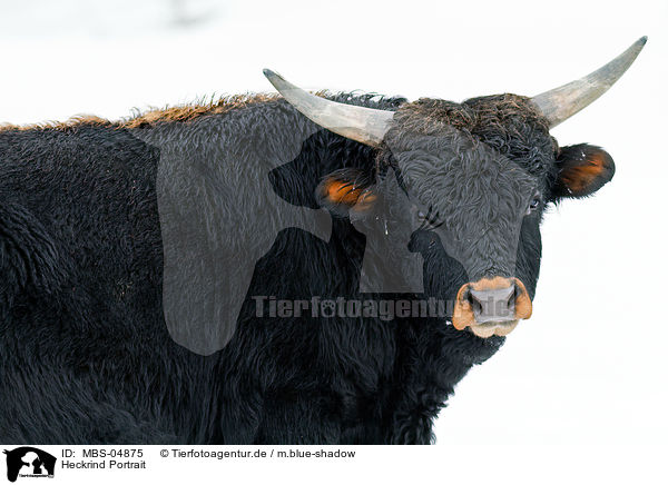 Heckrind Portrait / cattle portrait / MBS-04875