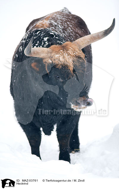 Heckrind / cattle / MAZ-03761