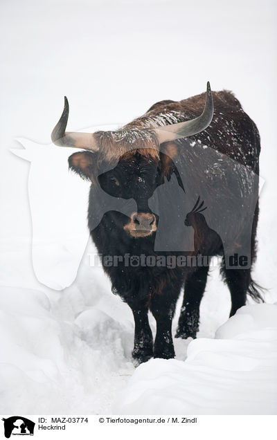 Heckrind / cattle / MAZ-03774
