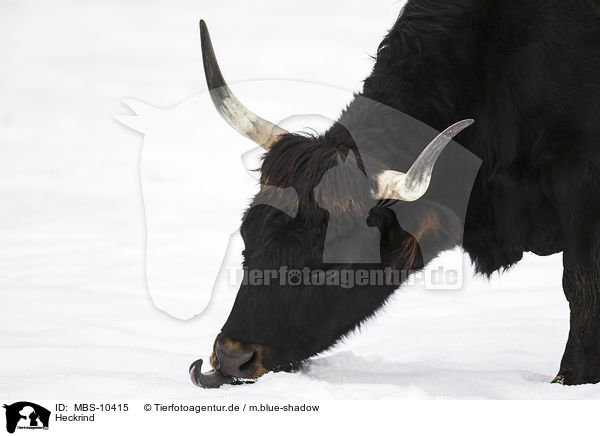 Heckrind / Heck Cattle / MBS-10415