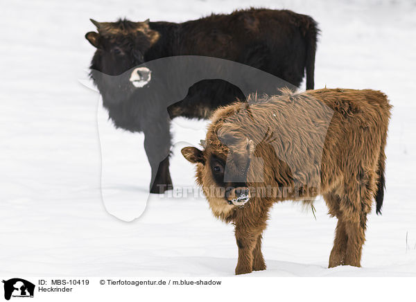 Heckrinder / Heck Cattle / MBS-10419