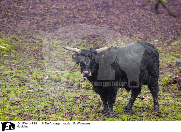 Heckrind / Heck Cattle / PW-14718