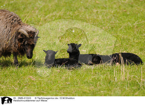 Heidschnucklmmer auf Wiese / DMS-01043