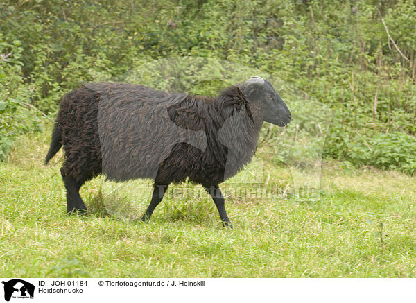 Heidschnucke / German heath / JOH-01184