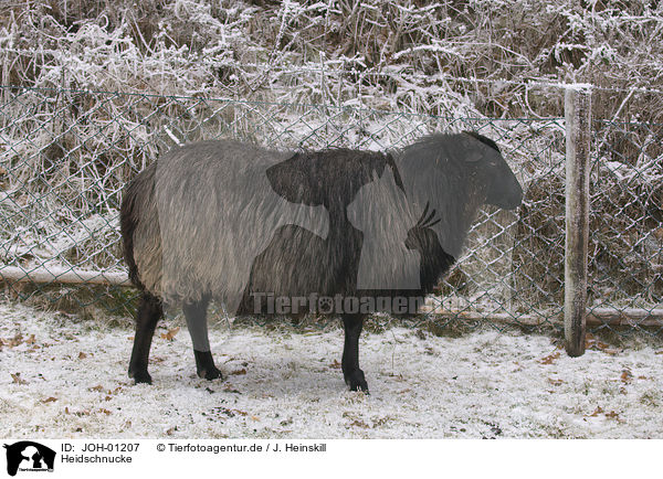 Heidschnucke / German heath / JOH-01207