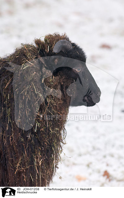 Heidschnucke / German heath / JOH-01208