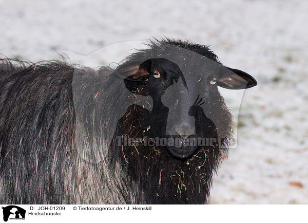 Heidschnucke / German heath / JOH-01209