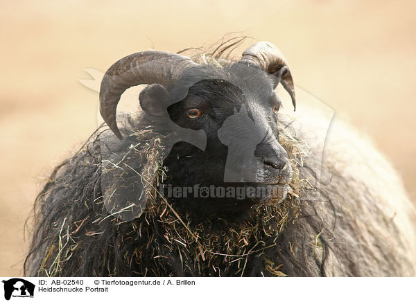 Heidschnucke Portrait / sheep portrait / AB-02540