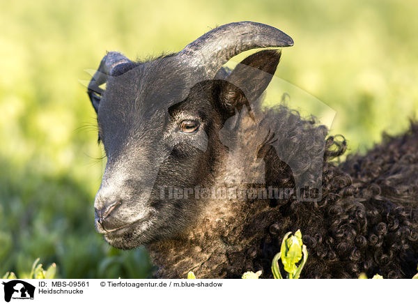 Heidschnucke / sheep / MBS-09561