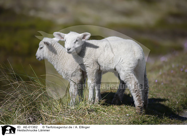 Heidschnucke Lmmer / German Heath lambs / AE-01362