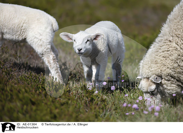 Heidschnucken / German Heath / AE-01364
