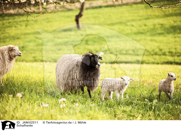 Schafherde / herd of sheeps / JAM-02511