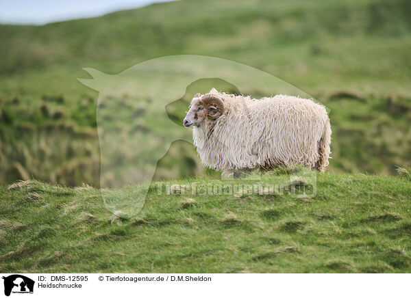 Heidschnucke / German Heath Schaf / DMS-12595