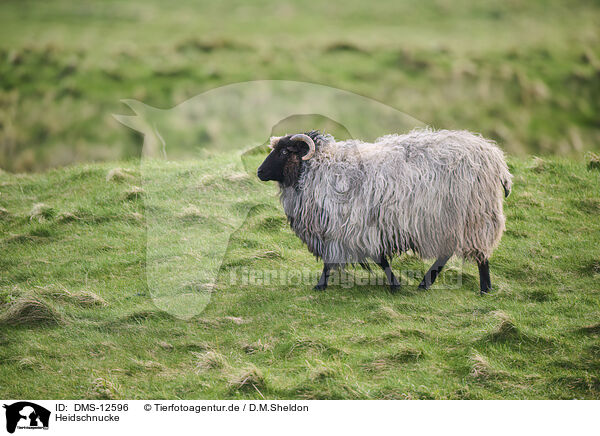 Heidschnucke / German Heath Schaf / DMS-12596