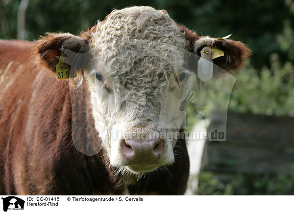 Hereford-Rind / cow / SG-01415