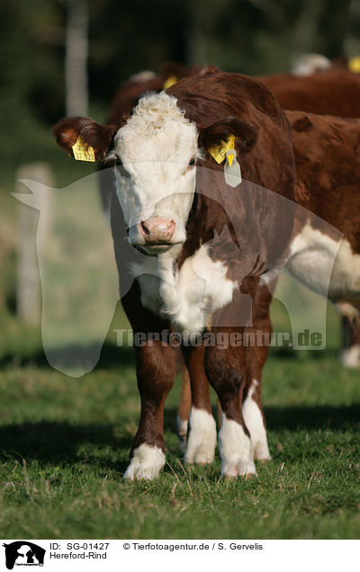 Hereford-Rind / cow / SG-01427