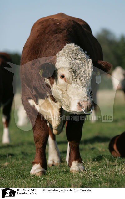 Hereford-Rind / cow / SG-01431