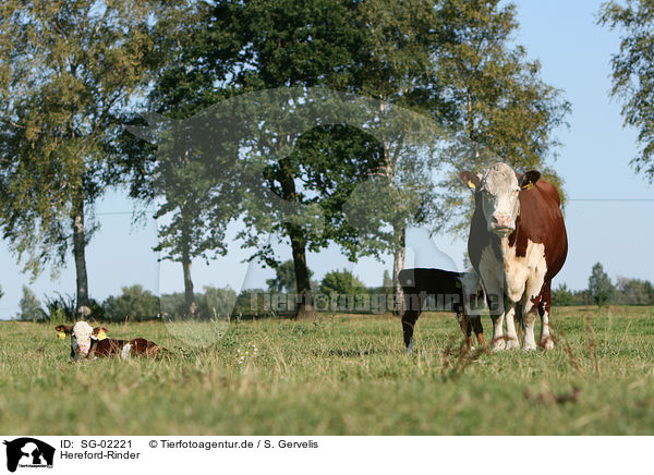 Hereford-Rinder / Hereford cattles / SG-02221