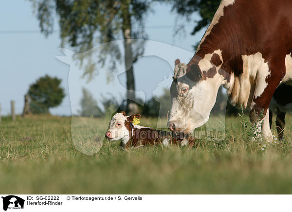 Hereford-Rinder / Hereford cattles / SG-02222