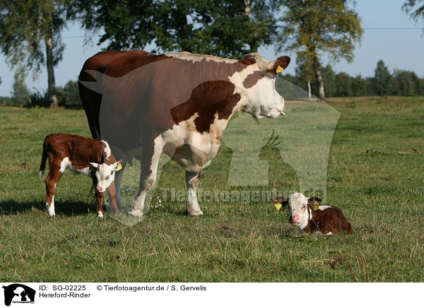 Hereford-Rinder / Hereford cattles / SG-02225