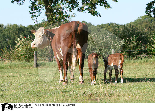 Hereford-Rinder / Hereford cattles / SG-02226