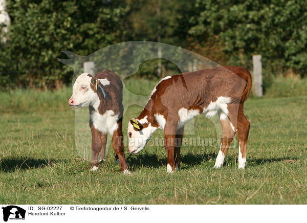 Hereford-Klber / Hereford calfs / SG-02227