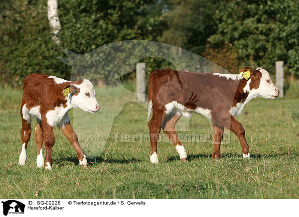 Hereford-Klber / Hereford calfs / SG-02228