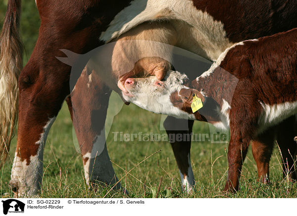 Hereford-Rinder / Hereford cattles / SG-02229