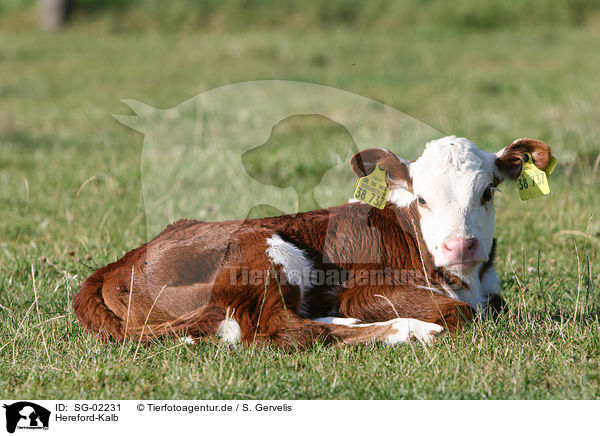 Hereford-Kalb / Hereford calf / SG-02231