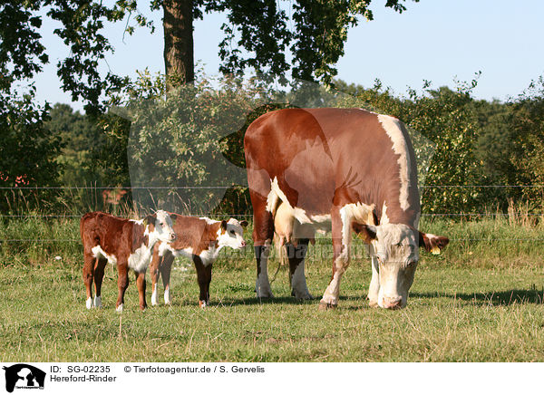 Hereford-Rinder / Hereford cattles / SG-02235