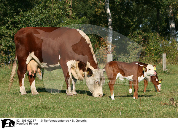 Hereford-Rinder / SG-02237