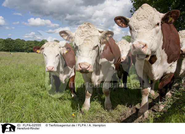 Hereford-Rinder / Herefords / FLPA-02555