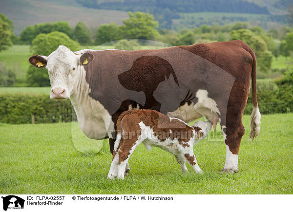 Hereford-Rinder / FLPA-02557