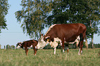 Hereford-Rinder