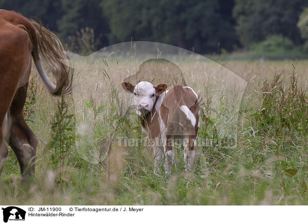 Hinterwlder-Rinder / hinterwald cattle / JM-11900