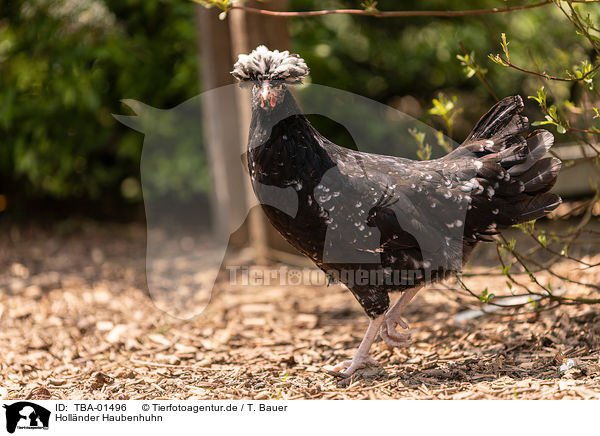 Hollnder Haubenhuhn / Dutch crested chicken / TBA-01496