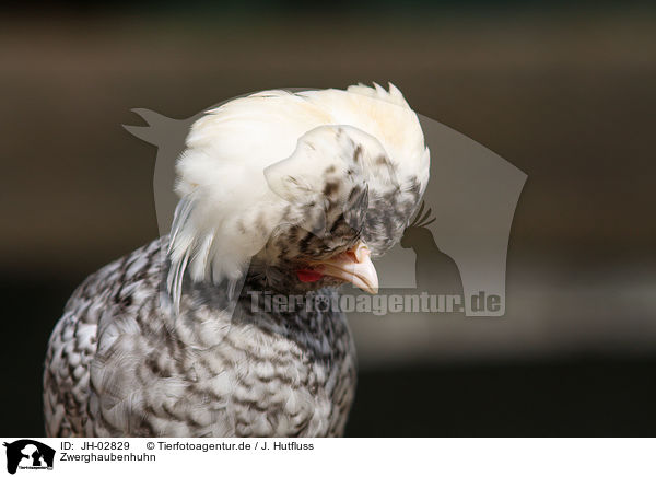 Zwerghaubenhuhn / chicken / JH-02829