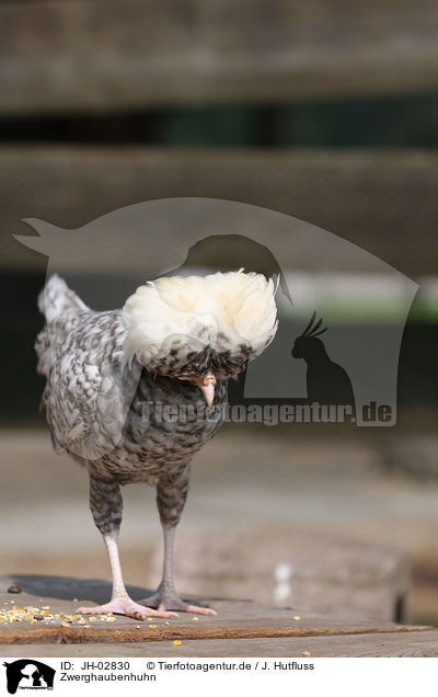 Zwerghaubenhuhn / JH-02830