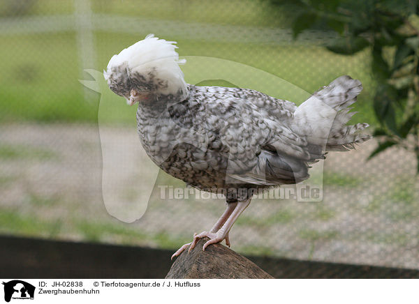 Zwerghaubenhuhn / chicken / JH-02838