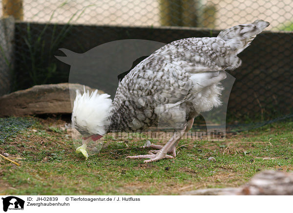 Zwerghaubenhuhn / chicken / JH-02839